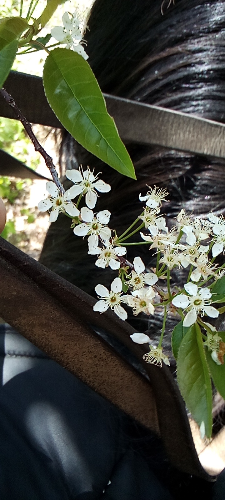Juneberry flowering